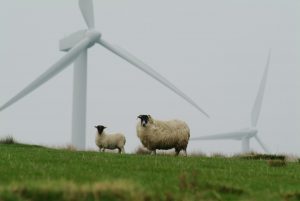 2 Schafe stehen auf einer grünen Wiese vor einem Windrad